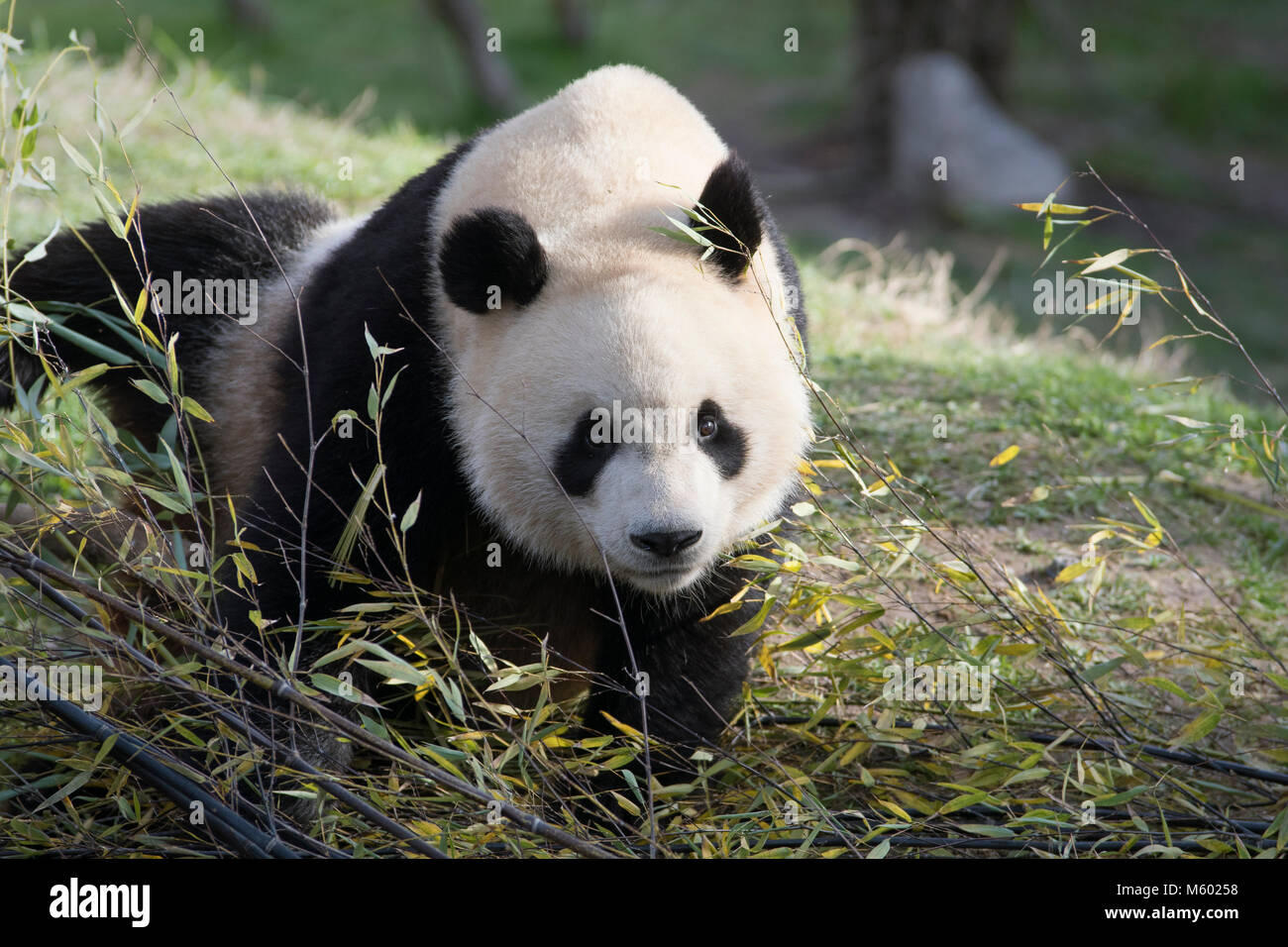 Maschio panda gigante tra foglie di bambù Foto Stock