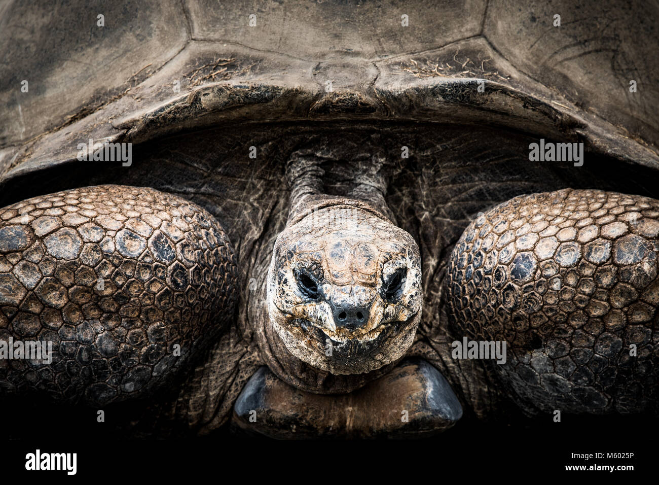 Tartaruga Aldabra Foto Stock