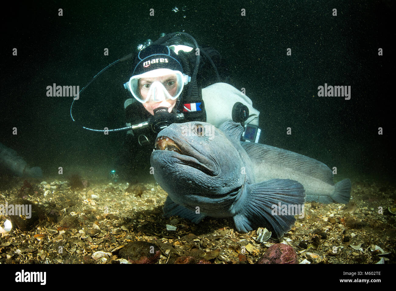 Lupo di mare, Anarhichas lupus, Oceano Atlantico settentrionale, Islanda Foto Stock