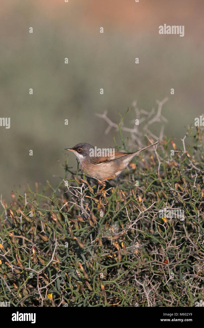 Spectacled trillo (Sylvia conspicillata orbitalis) Foto Stock