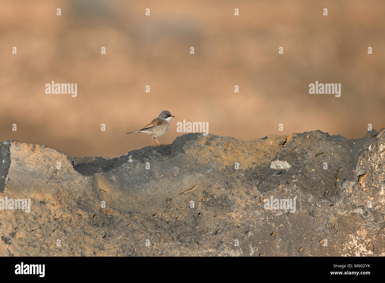 Spectacled trillo (Sylvia conspicillata orbitalis) Foto Stock