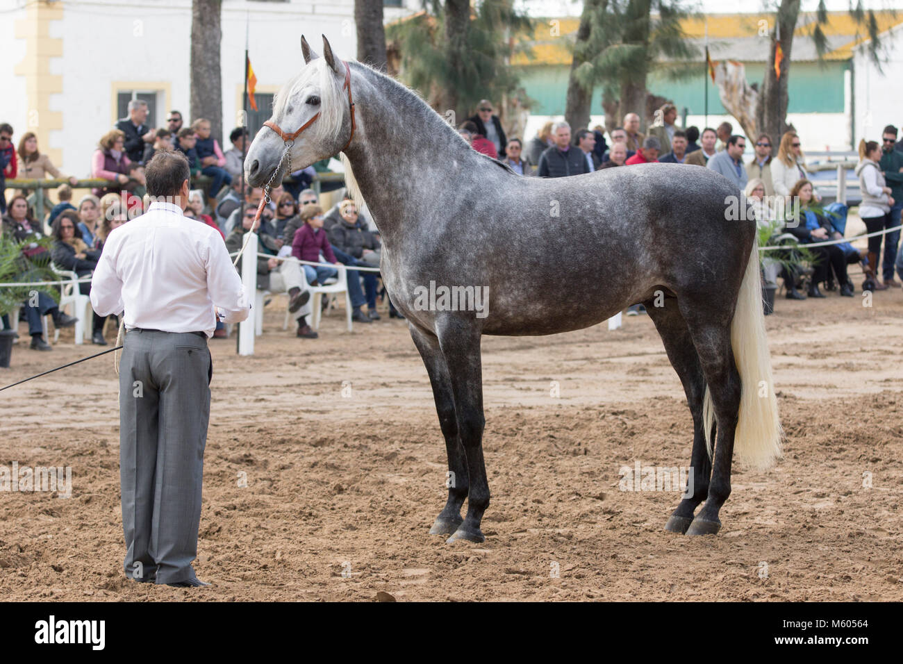 Arrestato puro cavallo spagnolo in una mostra Foto Stock