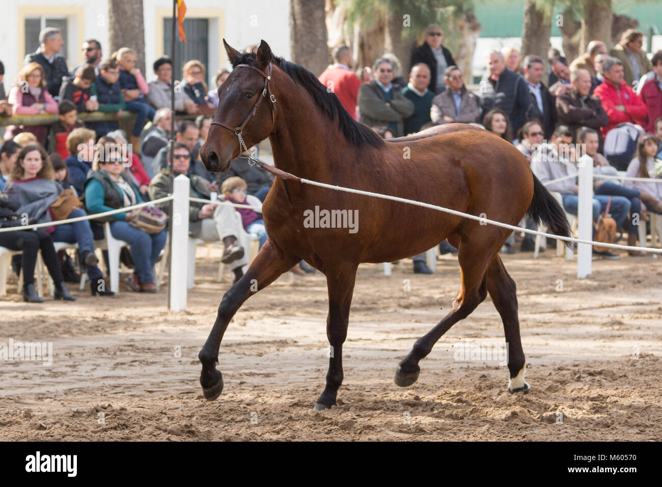 Puro Cavallo Spagnolo - Baia Yearling - trotto Foto Stock