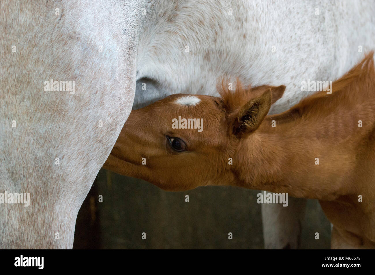 Puledra araba succhiare il latte Foto Stock