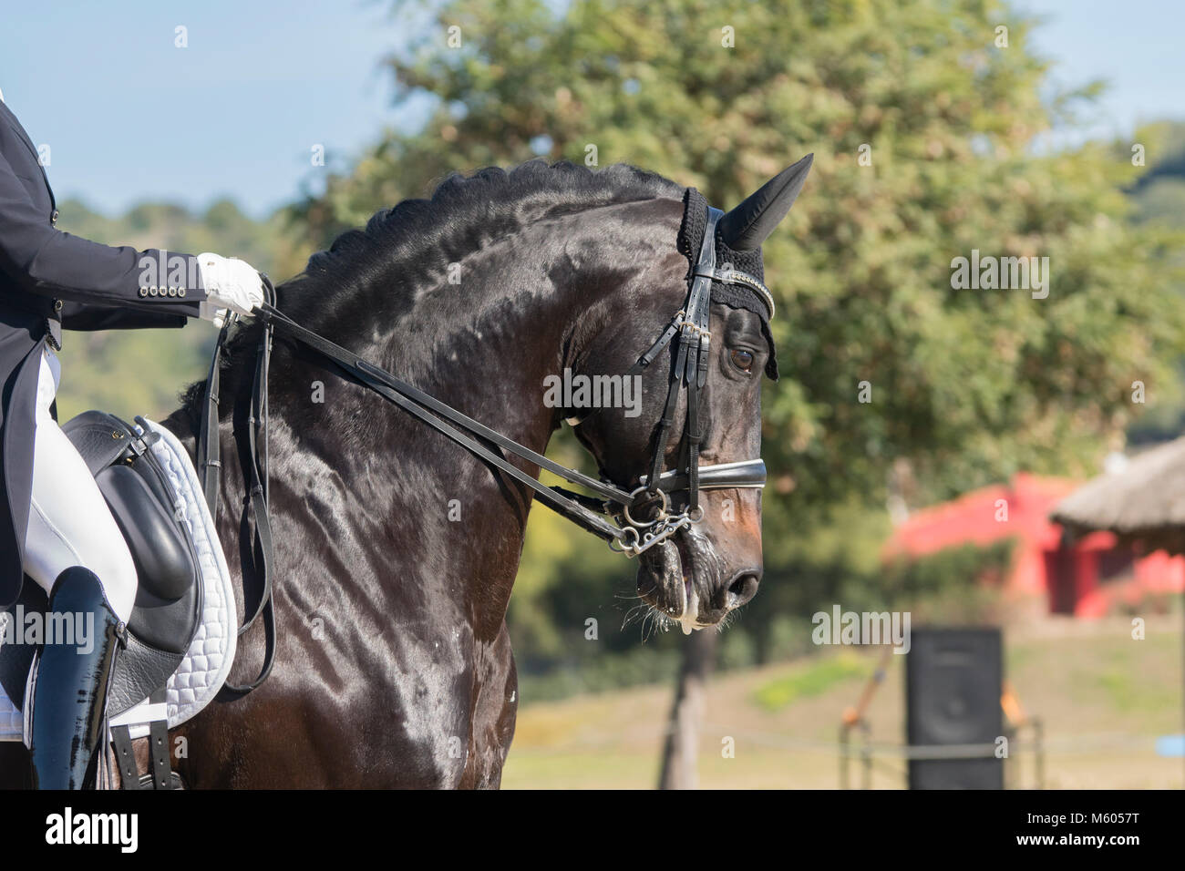 Deutsches Reitpferd stallone di dressage Foto Stock
