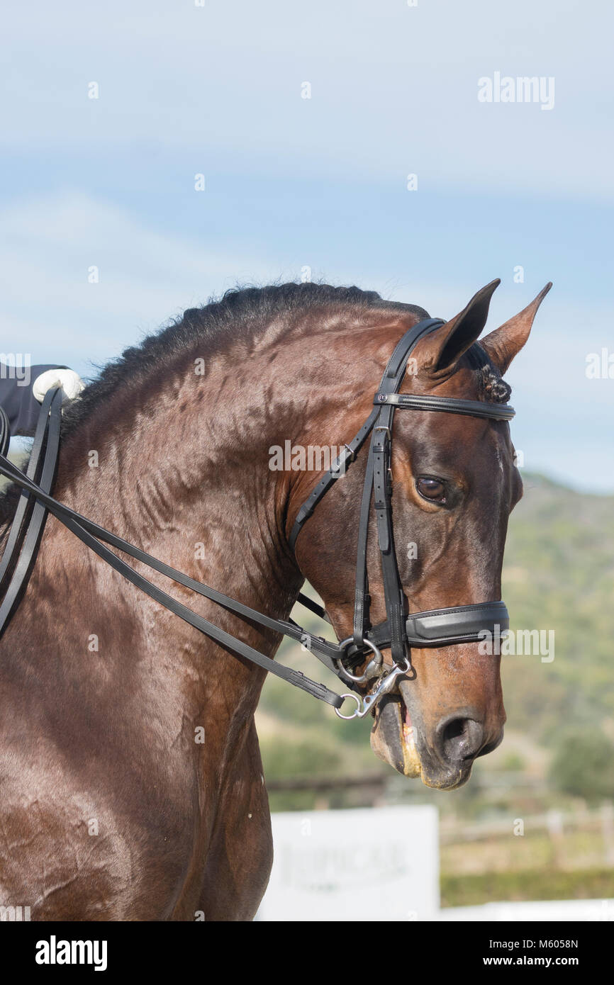Puro Cavallo Spagnolo - stallone di Dressage Foto Stock