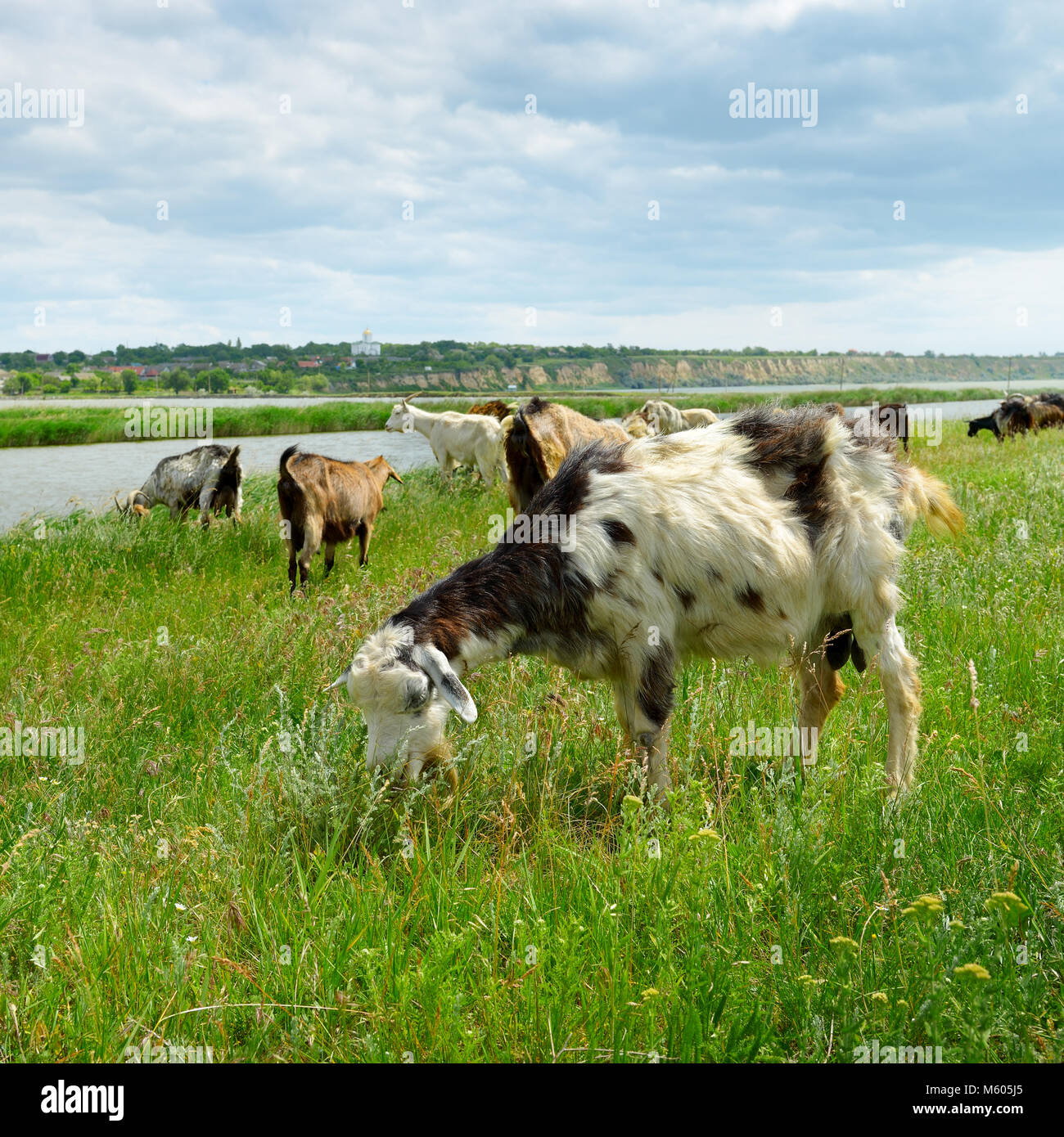Allevamento di capre e pecore al pascolo al pascolo vicino al grande lago. Foto Stock
