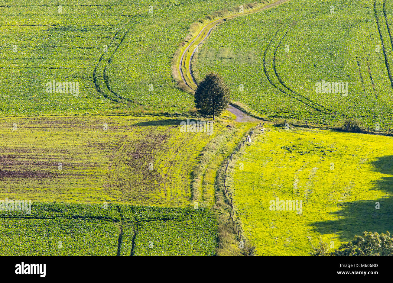 Zona della Ruhr, lato paese, paesaggio, Essen, Germania, Fischlaken distretto, Foto Stock