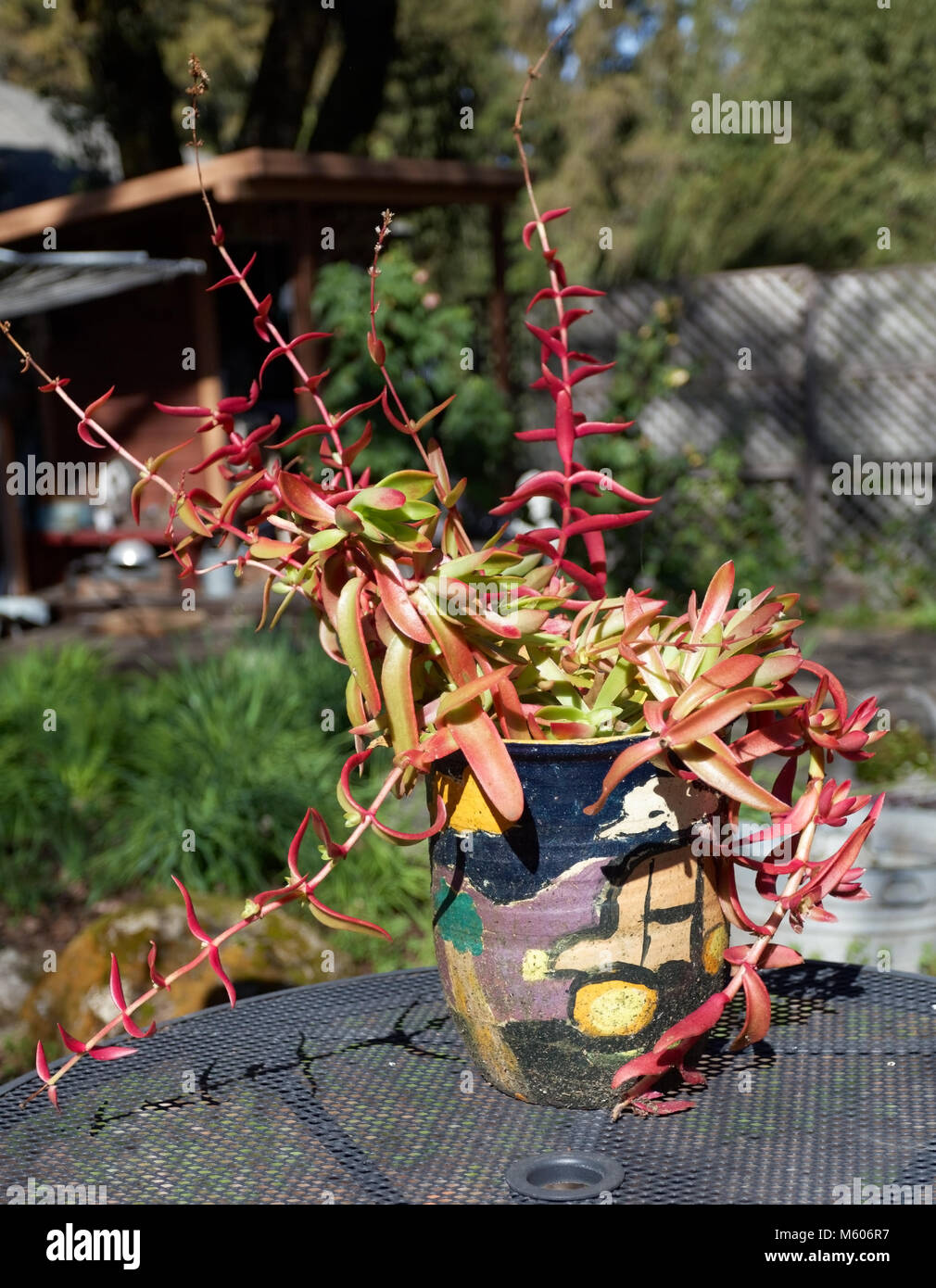 Incapsulate in rosso e arancione succulente sul patio in metallo tabella. Dof poco profondo. Foto Stock