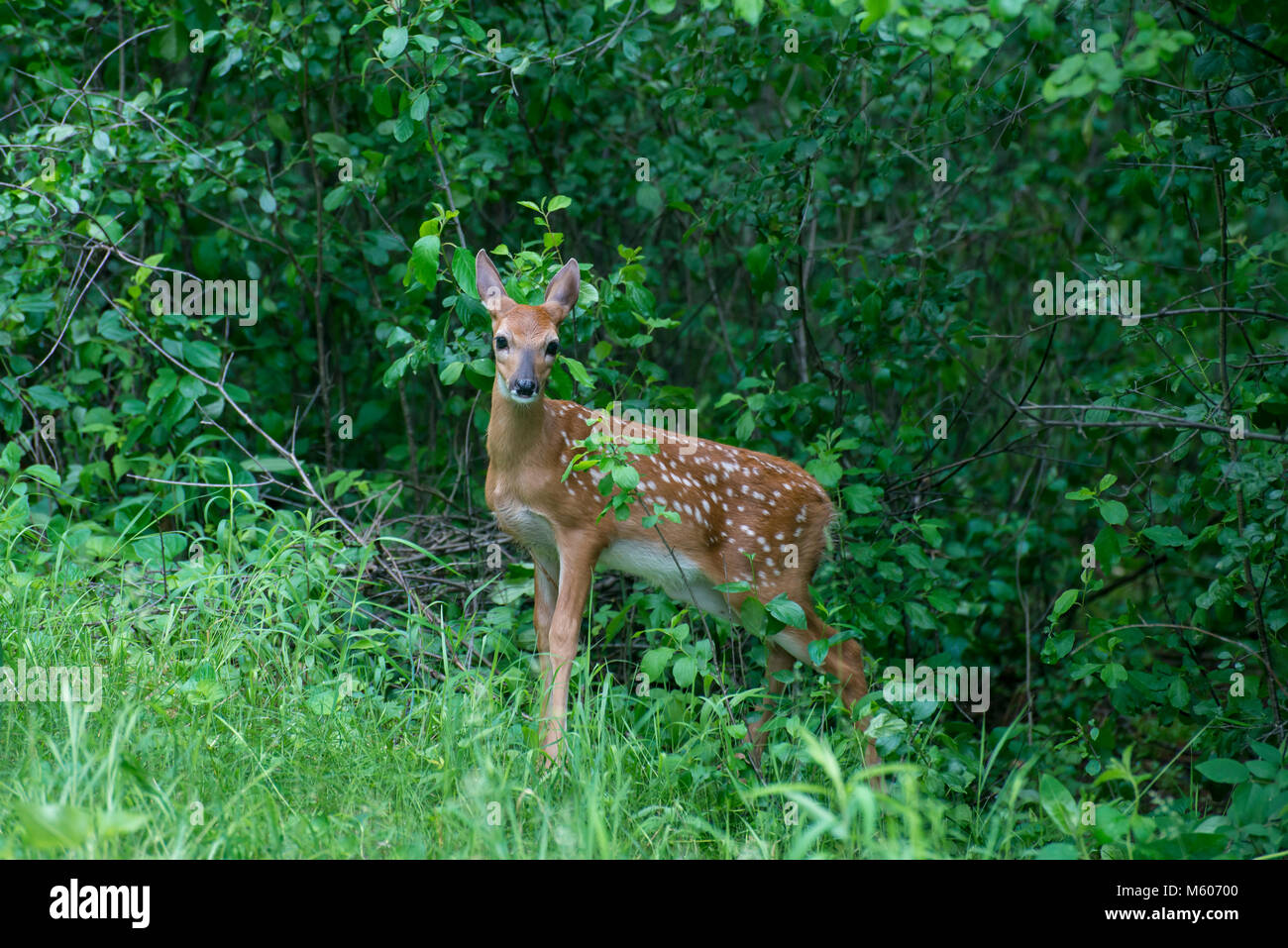 Vadnais Heights, Minnesota. John H. Allison foresta. White-tailed deer, Odocoileus virginianus. Fawn nascosti nella foresta. Foto Stock