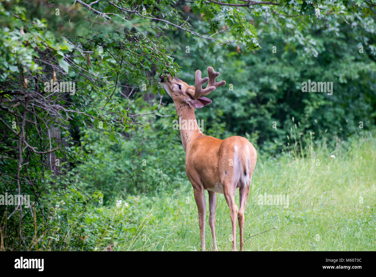 Vadnais Heights, Minnesota. John H. Allison foresta. White-tailed deer, Odocoileus virginianus. White-tailed buck con corna di velluto di mangiare la veget Foto Stock