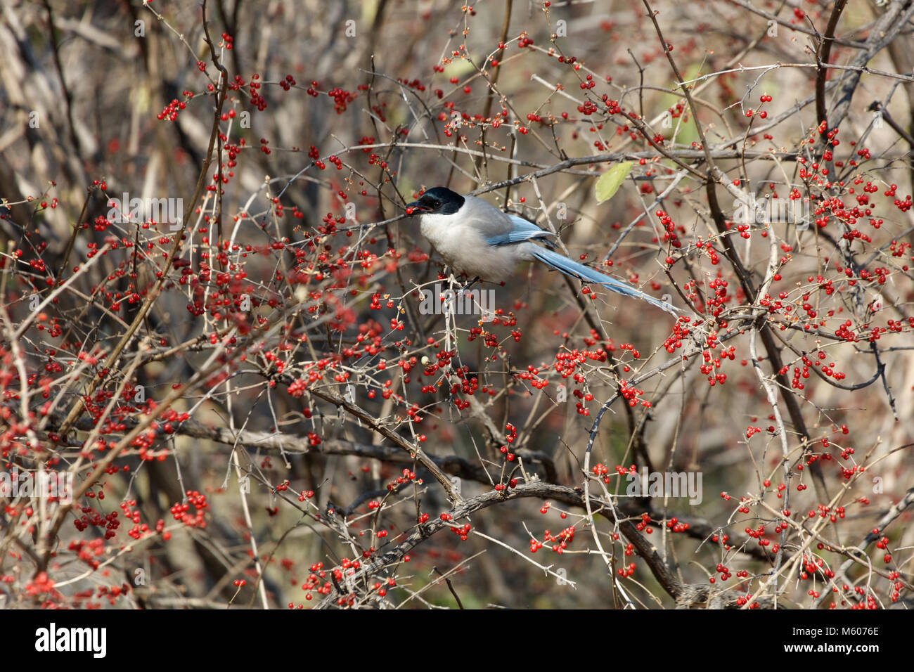Azzurro-winged gazza e alberi da frutto a Pechino in Cina Foto Stock