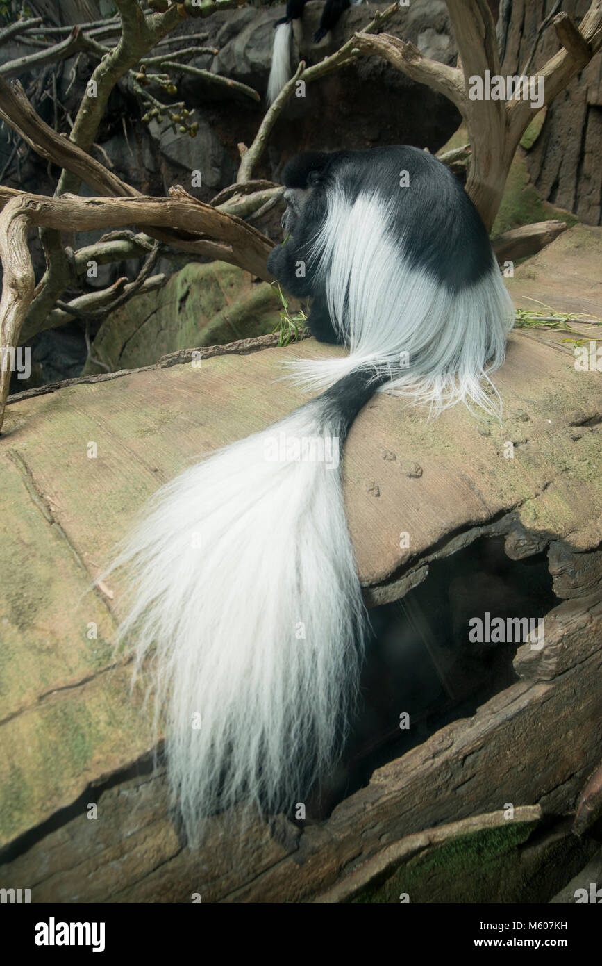 Apple Valley, Minnesota. Minnesota Zoo. Black and White Colobus Monkey, Colobus guereza. Foto Stock