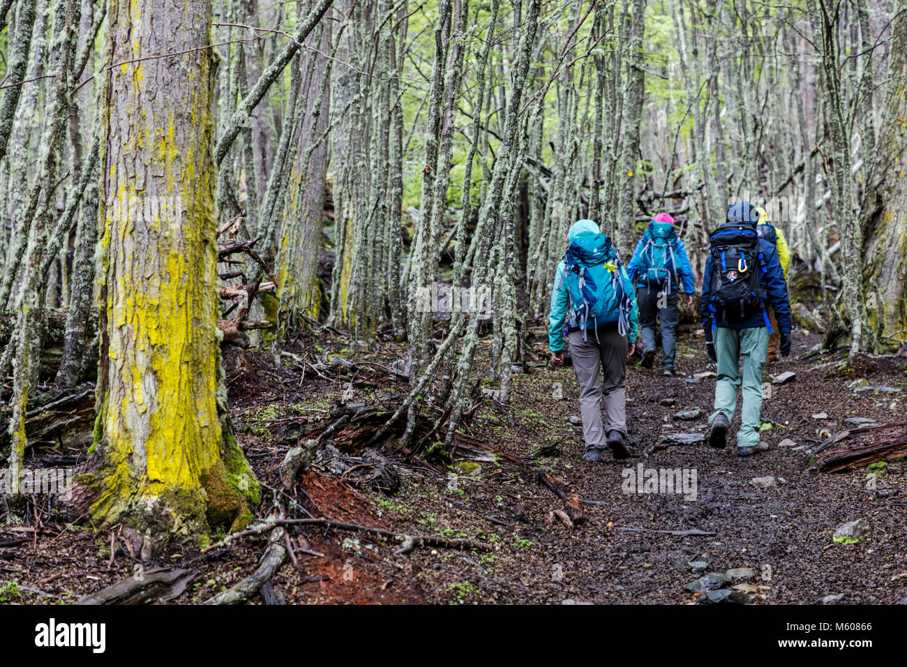 Sendero a La Cascada Velo de la Novia; Trekking escursionismo il percorso del velo de la Novia cascata; Ushuaia, Argentina Foto Stock
