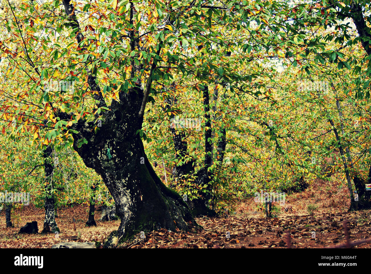 Bosco di castagni in autunno - Aracena Foto Stock