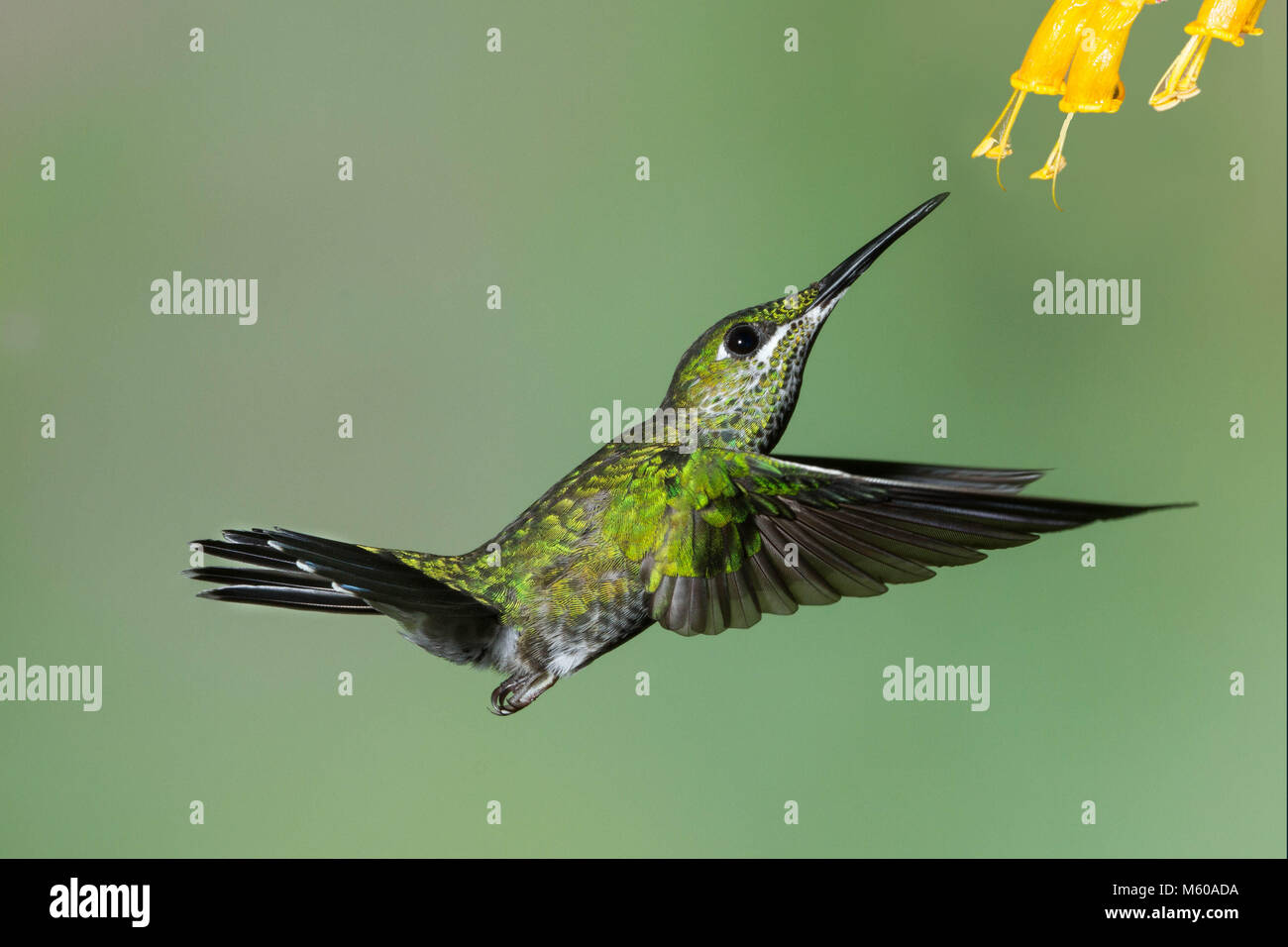 Verde brillante incoronato Hummingbird in bilico come si alimenta di un fiore Foto Stock
