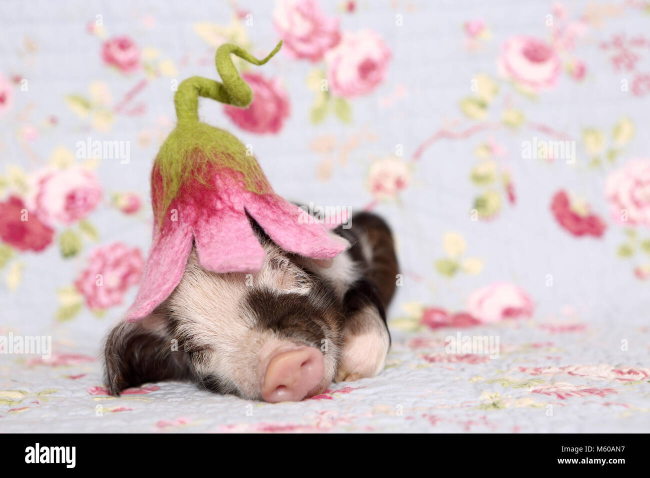 Suini domestici, Turopolje x ?. Maialino (1 settimana fa) indossando un fiore a forma di cappello, dormendo. Studio Immagine contro uno sfondo blu con fiori di rose stampa. Germania Foto Stock