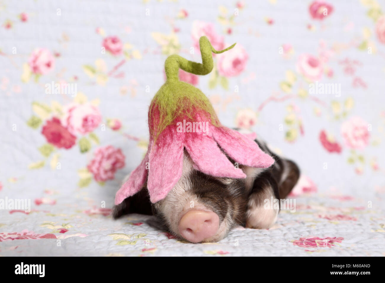 Suini domestici, Turopolje x ?. Maialino (1 settimana fa) indossando un fiore a forma di cappello, dormendo. Studio Immagine contro uno sfondo blu con fiori di rose stampa. Germania Foto Stock