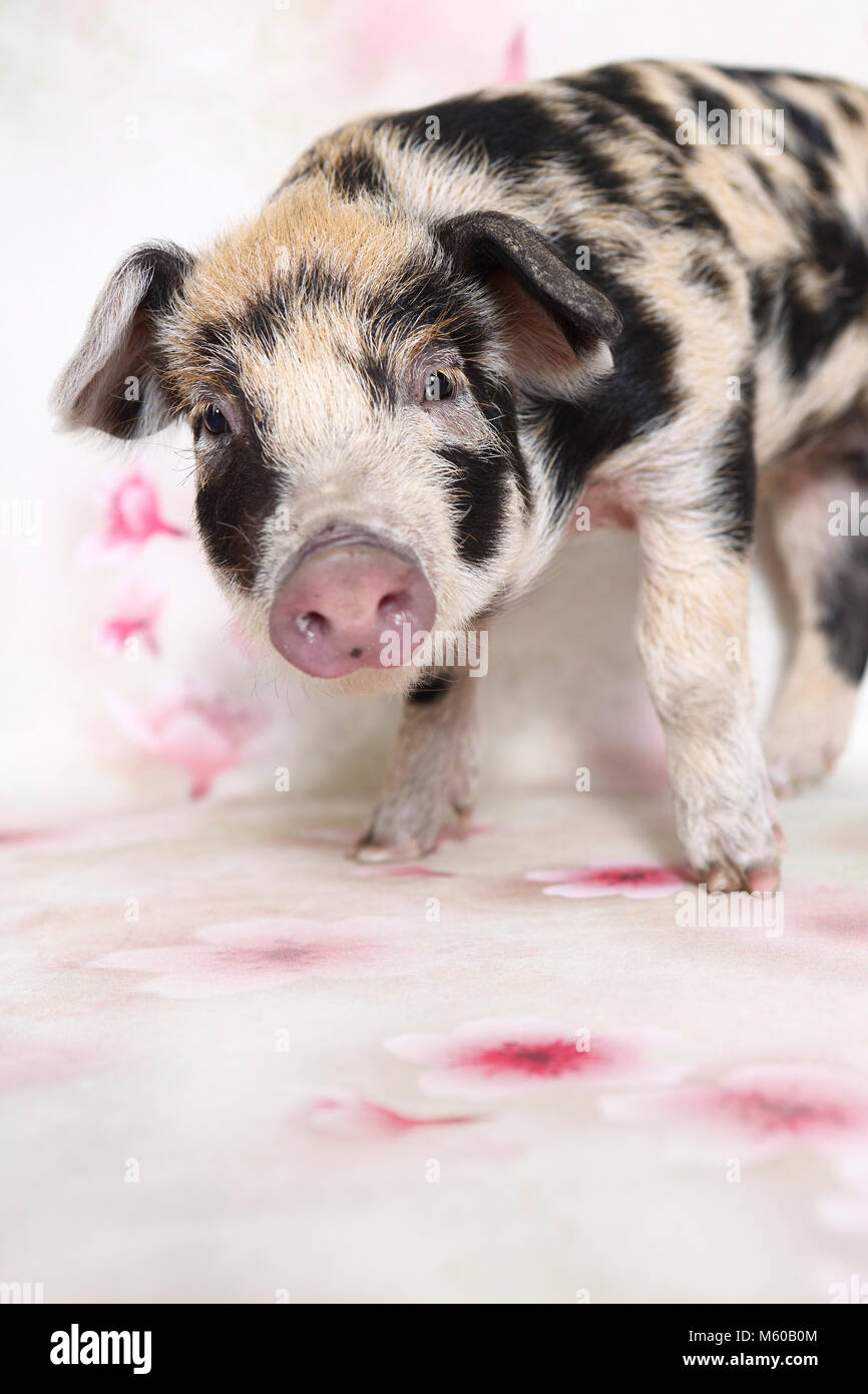Suini domestici, Turopolje x ?. Maialino (4 settimane di età), in piedi. Studio Immagine visto contro uno sfondo bianco con stampa fiori. Germania Foto Stock