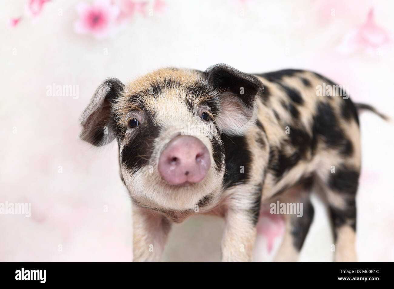 Suini domestici, Turopolje x ?. Maialino (4 settimane di età), in piedi. Studio Immagine visto contro uno sfondo bianco con stampa fiori. Germania Foto Stock