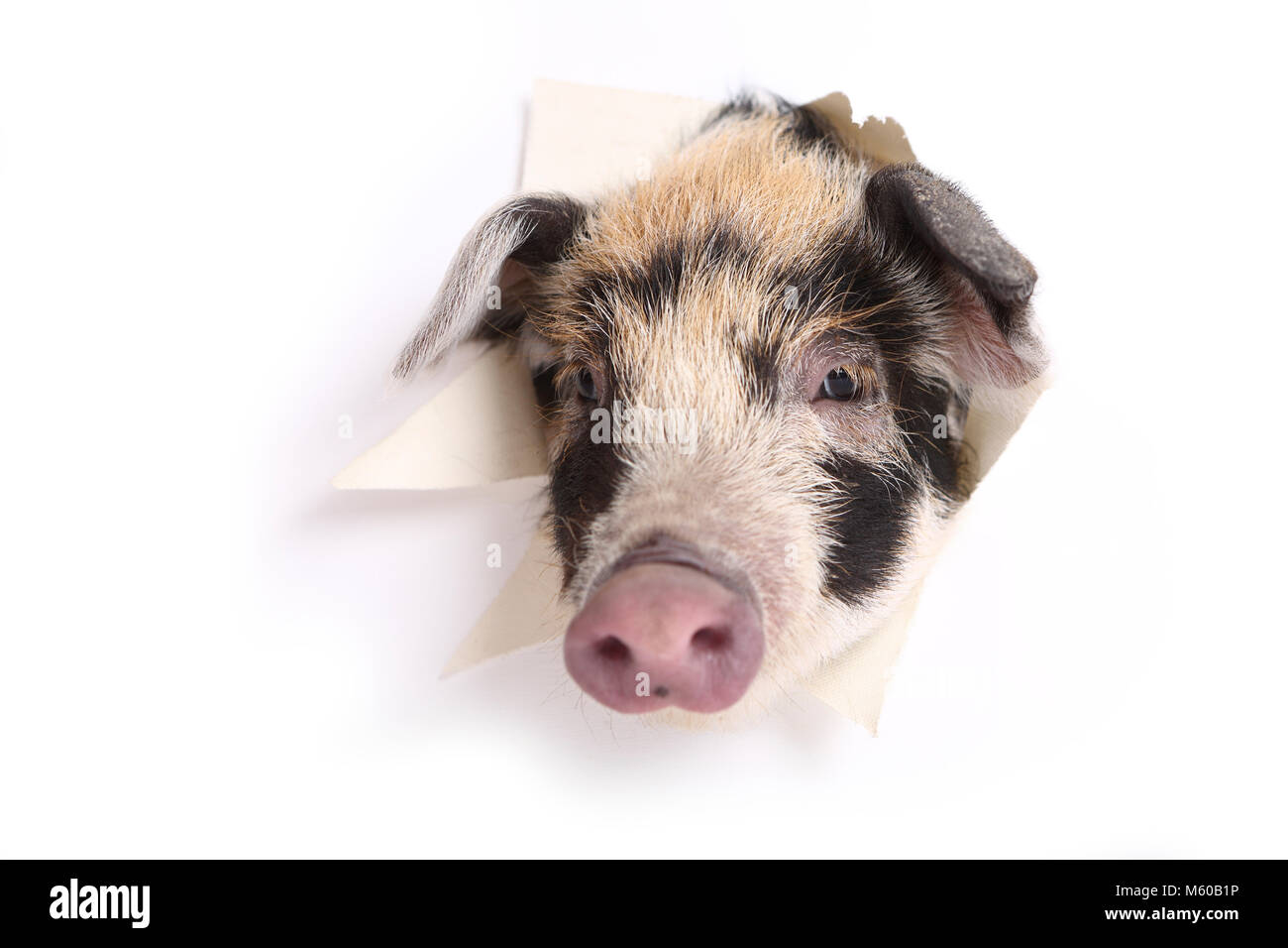 Suini domestici, Turopolje x ?. Maialino (4 settimane di età) guardando attraverso una parete di carta. Studio Immagine. Germania Foto Stock