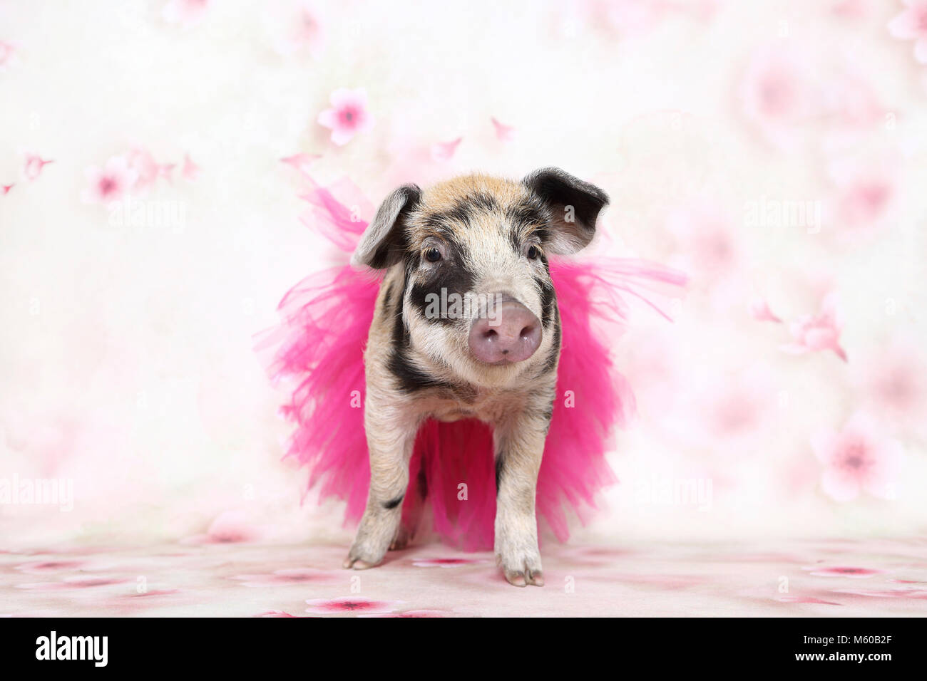 Suini domestici, Turopolje x ?. Maialino (4 settimane di età) indossando una rosa tutu, in piedi. Studio Immagine visto contro uno sfondo bianco con stampa fiori. Germania Foto Stock