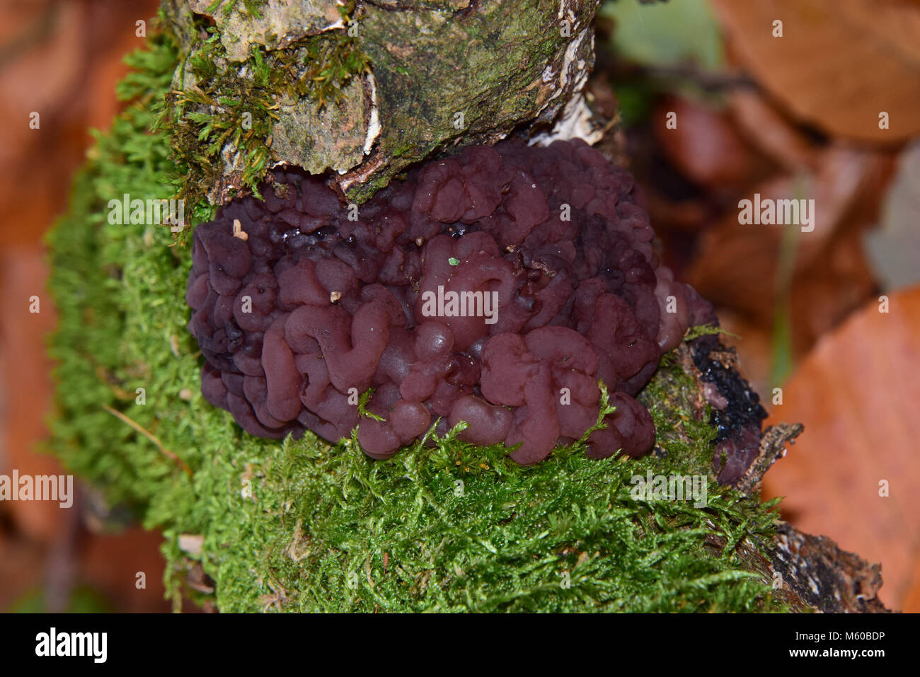 Ascomiceti Jelly Fungo (Ascotremella faginea) sul marciume in legno di faggio. Germania Foto Stock