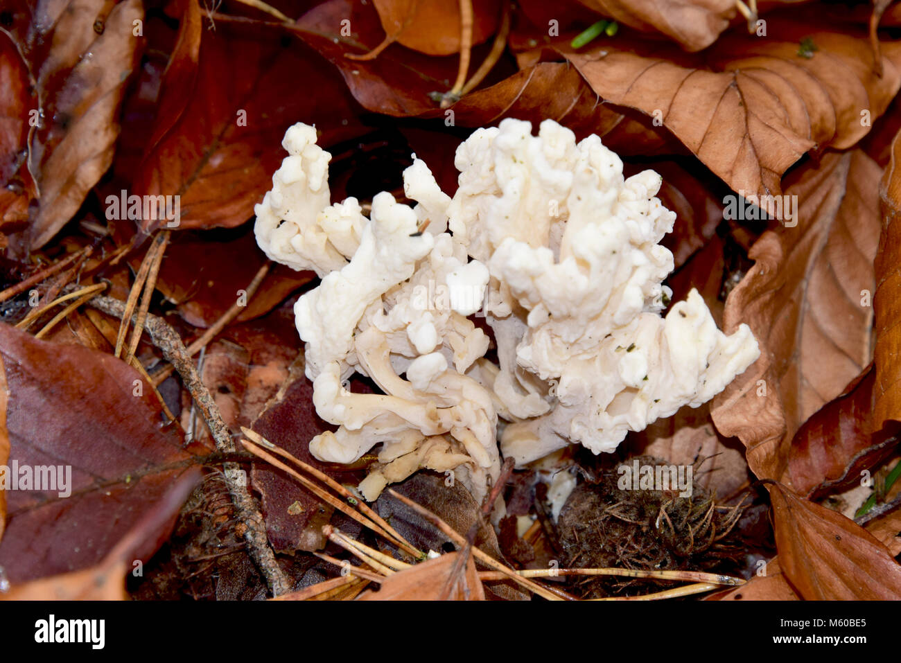 Corallo rugosa di fungo (Clavulina rugosa) nella figliata di foglia. Germania Foto Stock