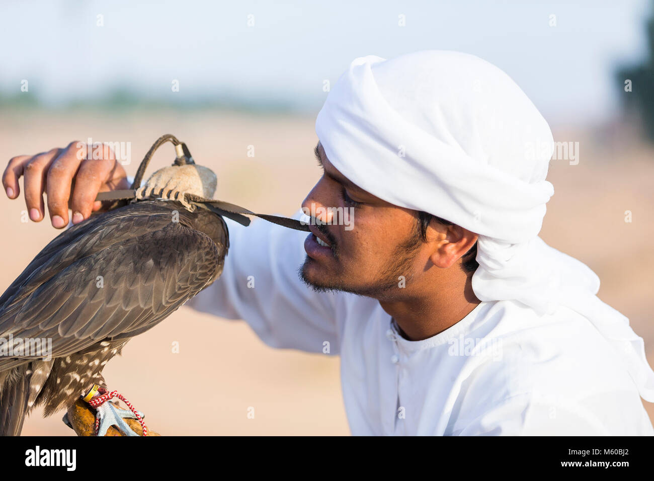 Saker Falcon (Falco cherrug). Falconer allegando una cappa sulla testa di un uccello addestrati. Abu Dhabi Foto Stock