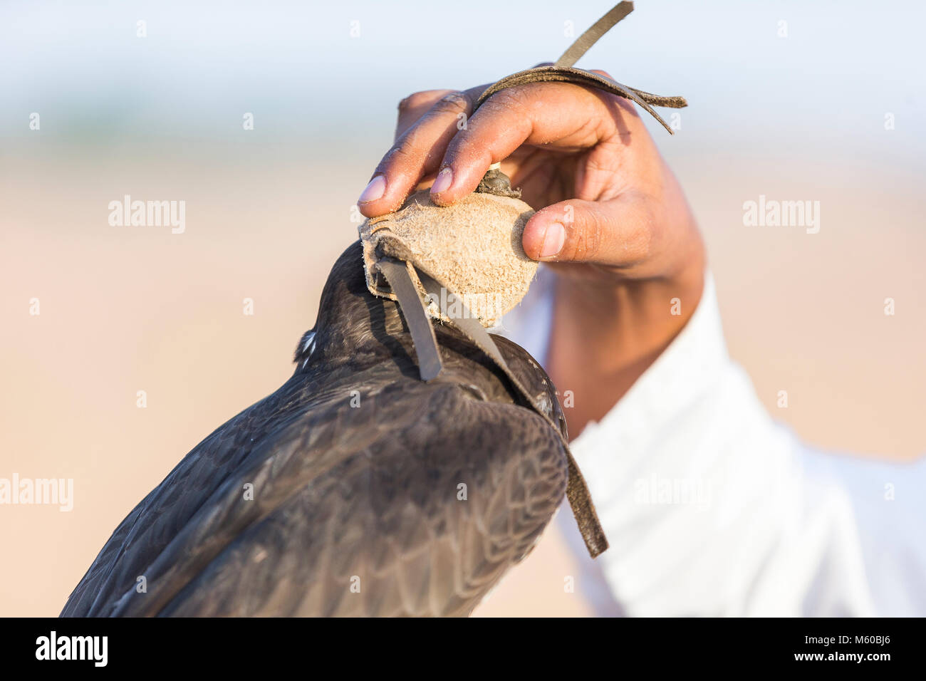 Saker Falcon (Falco cherrug). Falconer allegando una cappa sulla testa di un uccello addestrati. Abu Dhabi Foto Stock
