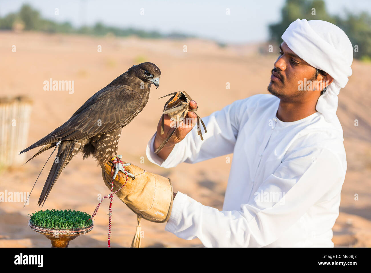 Addestrato Saker Falcon (Falco cherrug) sul guanto di Falconer. Abu Dhabi Foto Stock