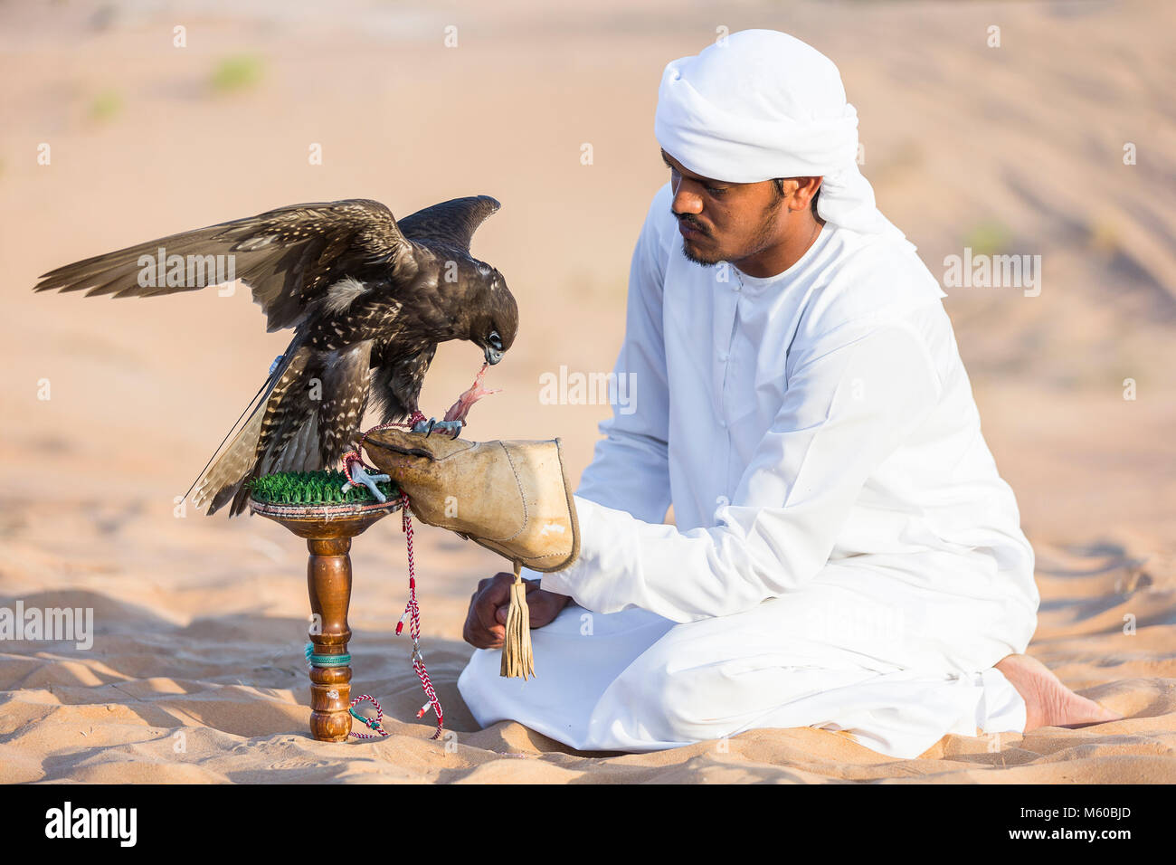 Saker Falcon (Falco cherrug). Falconer alimentazione uccello addestrato sul suo blocco nel deserto. Abu Dhabi Foto Stock