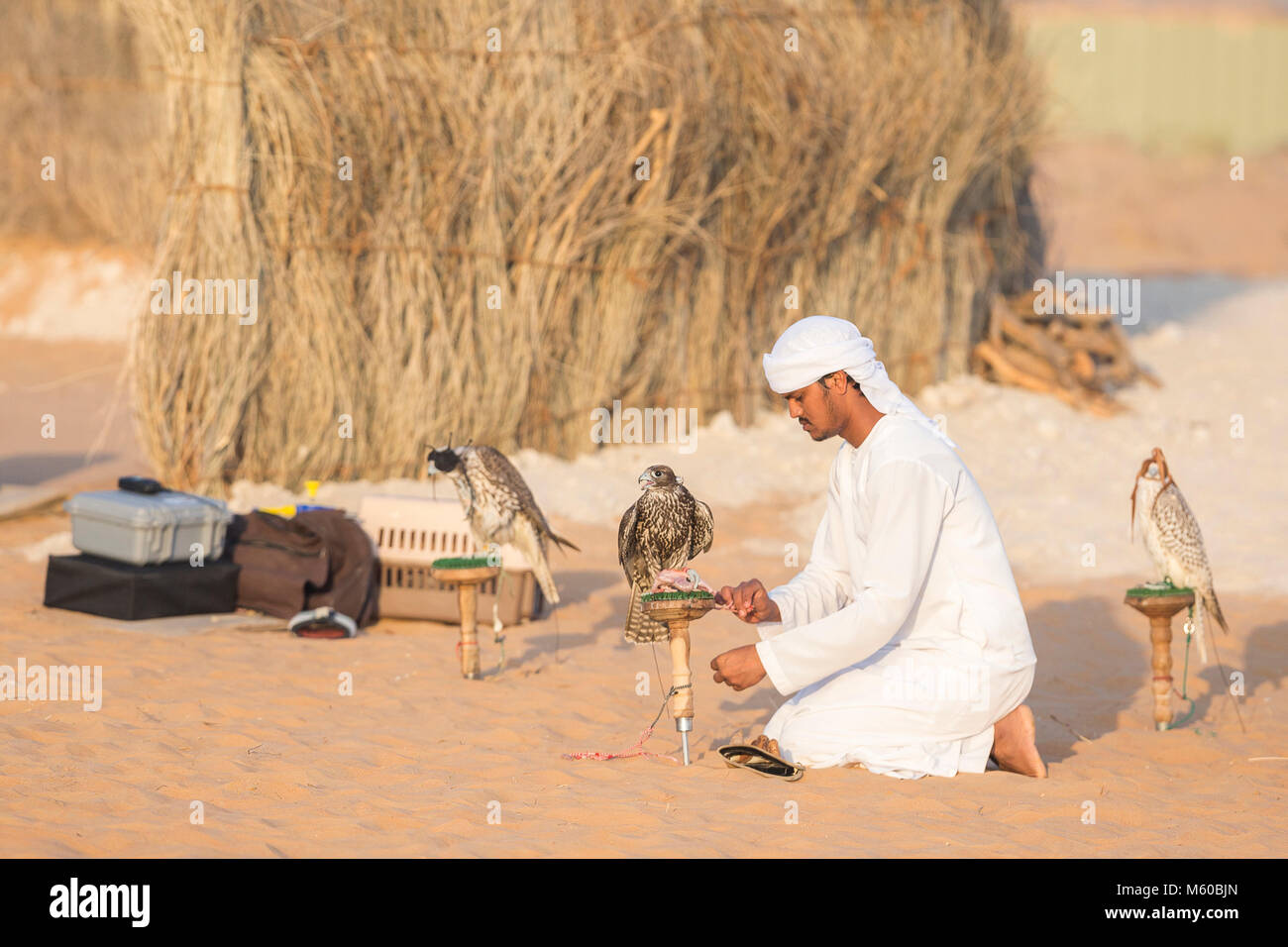 Saker Falcon (Falco cherrug). Falconer caring per uccelli addestrati su i loro blocchi nel deserto. Abu Dhabi Foto Stock