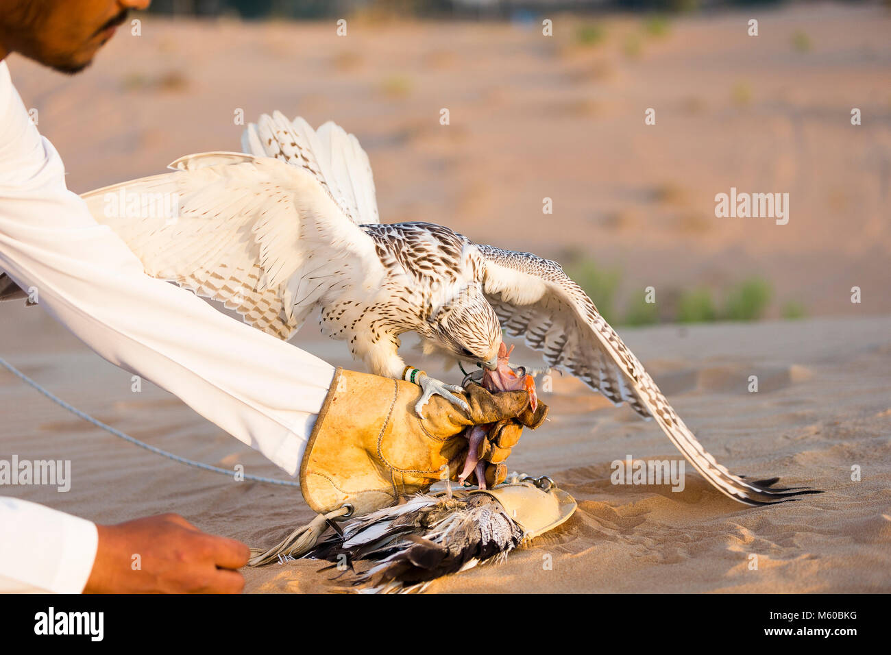 Addestrato Saker Falcon (Falco cherrug) permanente sulla esca sulla sabbia, essendo alimentato da falconer. Abu Dhabi Foto Stock