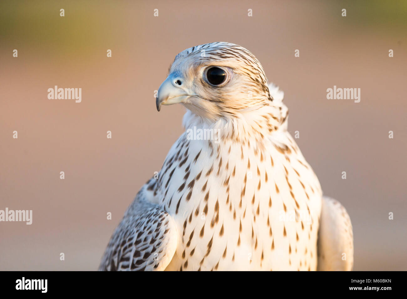 Saker Falcon (Falco cherrug), ritratto di adulto. Abu Dhabi Foto Stock