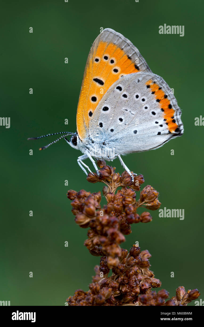 Rame di grandi dimensioni (a farfalla Lycaena dispar) su un piedistallo di sementi. Austria Foto Stock