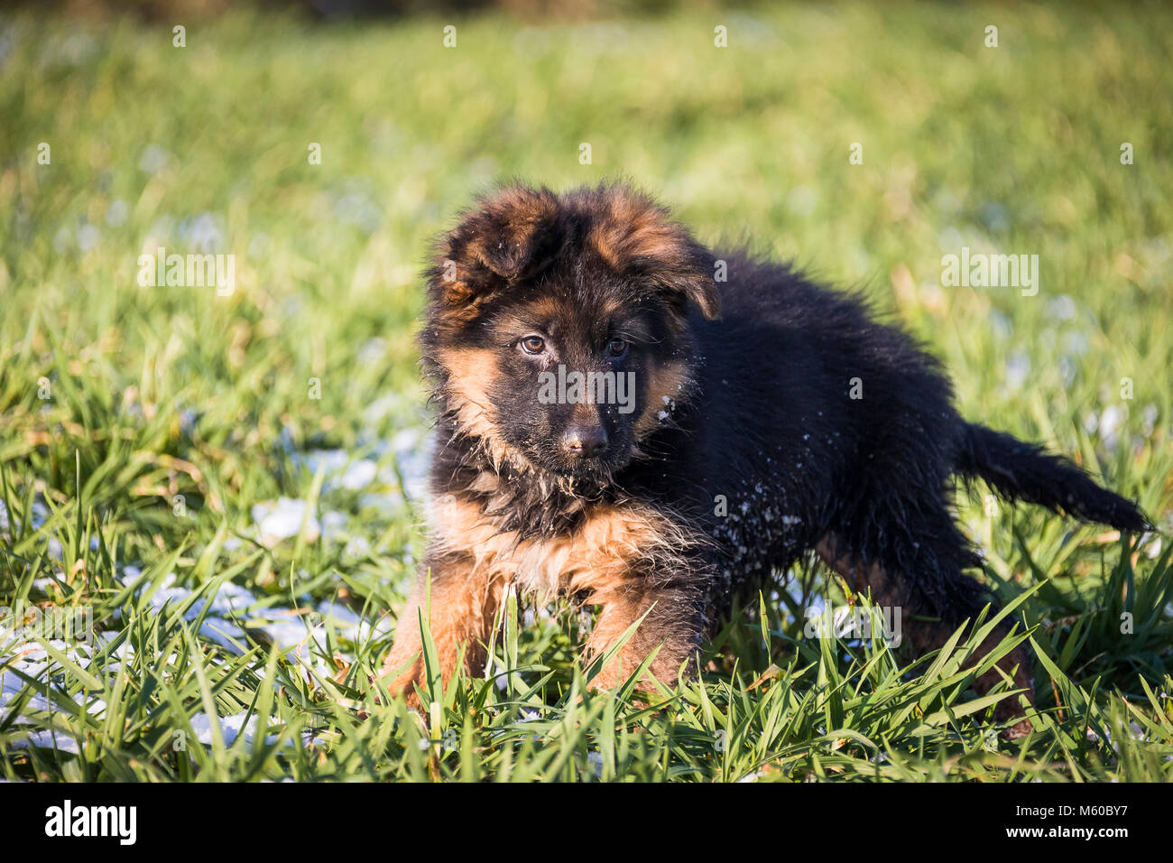 Pastore Tedesco. Con i capelli lunghi cucciolo camminando su un prato in primavera. Germania Foto Stock