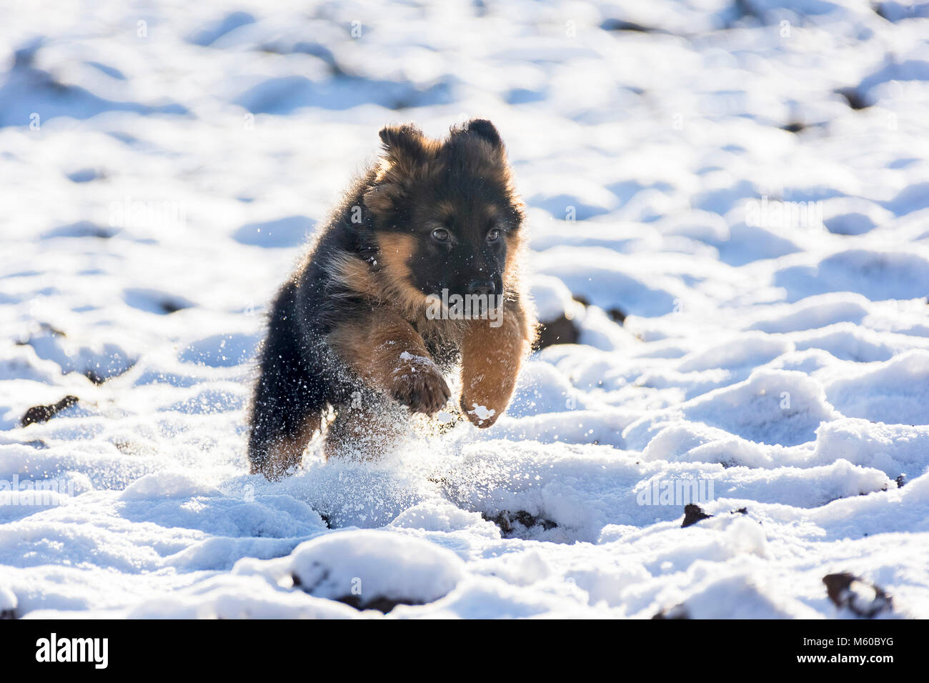 Pastore Tedesco. Con i capelli lunghi puppy in esecuzione nella neve. Germania Foto Stock