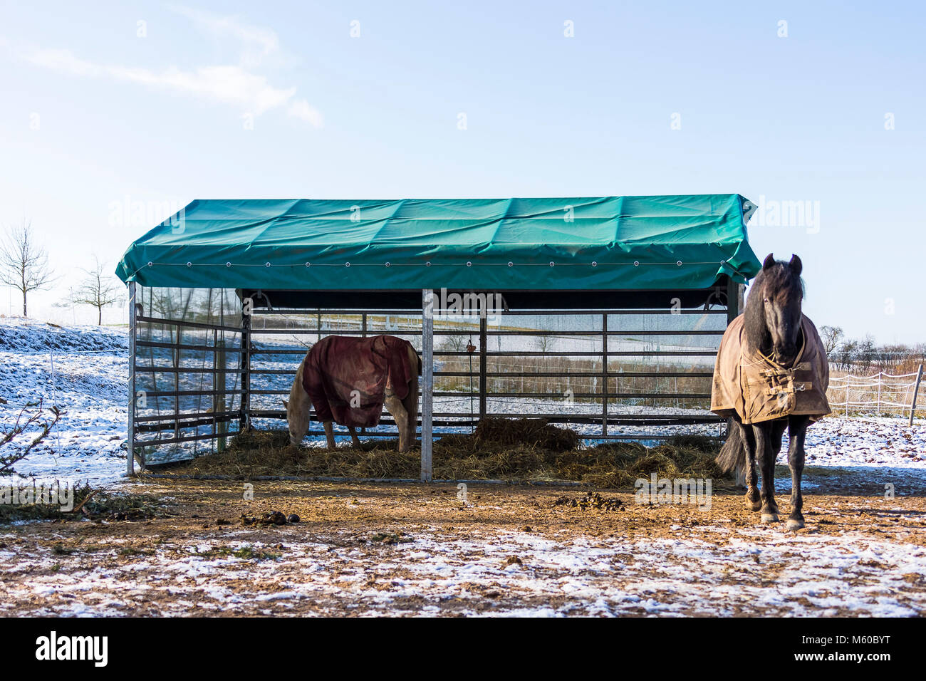Cavalli domestici. Cavalli con rug in piedi in un all-weather paddock d'inverno. Germania Foto Stock