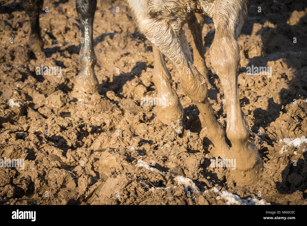 Cavalli domestici. Cavalli in un paddock fangoso, close-up di gambe. Germania Foto Stock