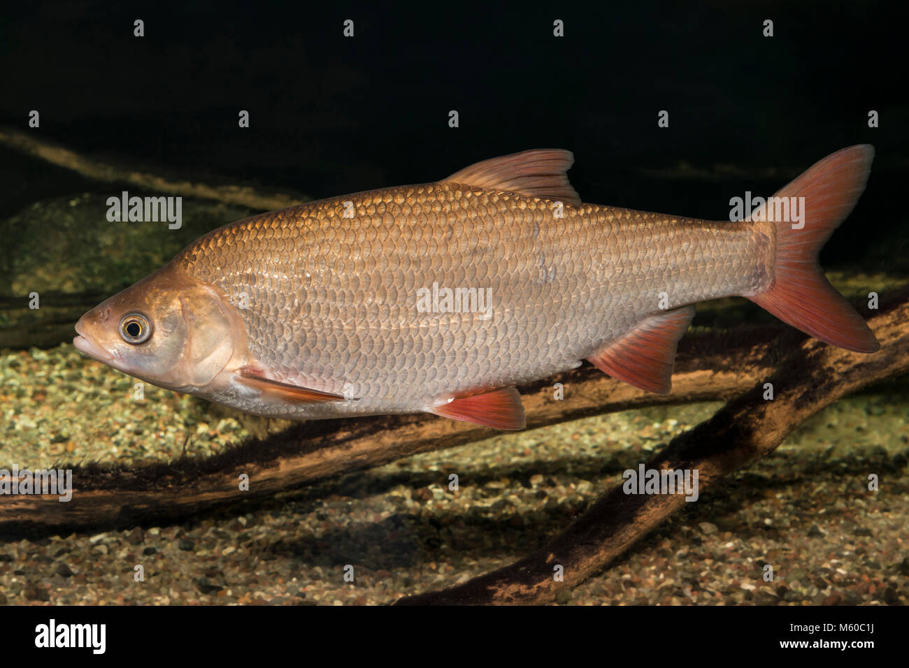 Ide, Orfe (Leuciscus consumatori di stupefacenti per via parenterale). Per i pesci adulti sotto l'acqua. Germania Foto Stock
