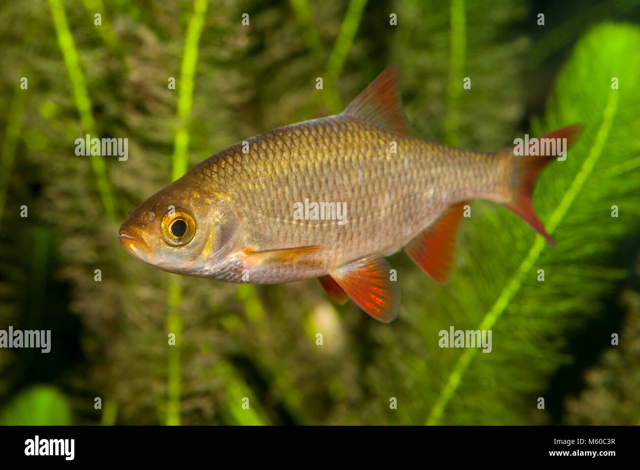 Rudd comune (Scardinius erythrophthalmus) sotto l'acqua. Germania Foto Stock