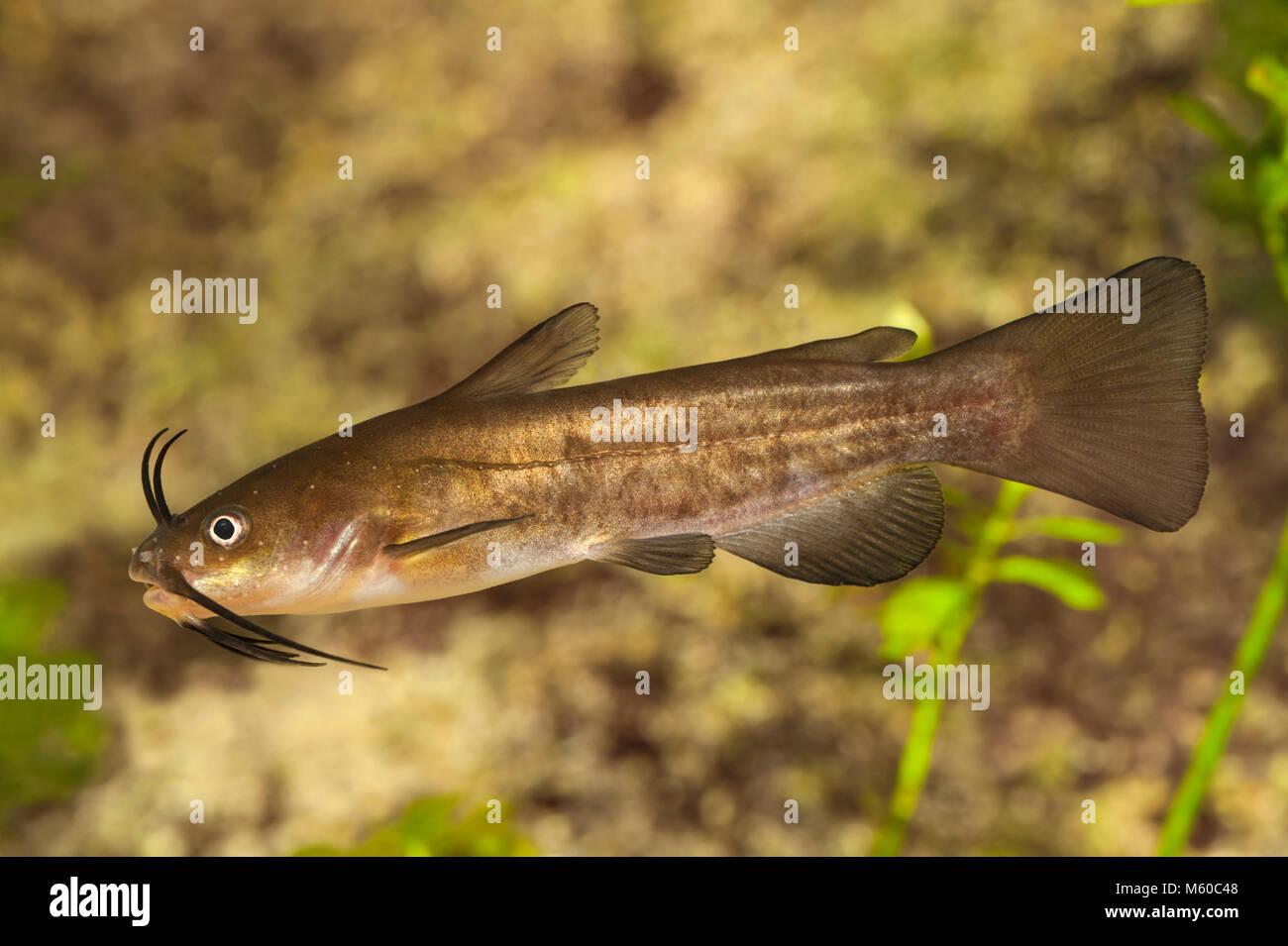 Brown paratia (Ameiurus nebulosus). Piscina per adulti sotto l'acqua. Germania Foto Stock