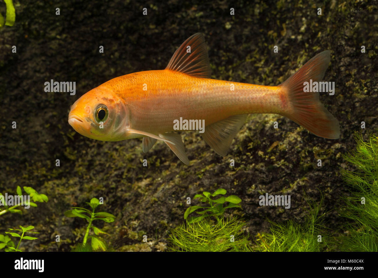 Oro Orfe (Leuciscus consumatori di stupefacenti per via parenterale auratus). Singolo adulto sotto l'acqua. Germania Foto Stock
