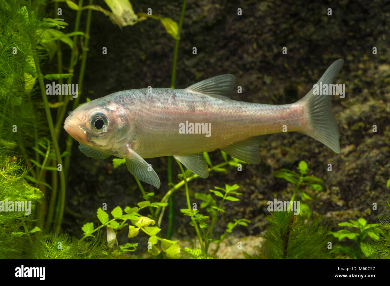 Orfe blu (Leuciscus consumatori di stupefacenti per via parenterale). Singolo adulto sotto l'acqua. Germania Foto Stock