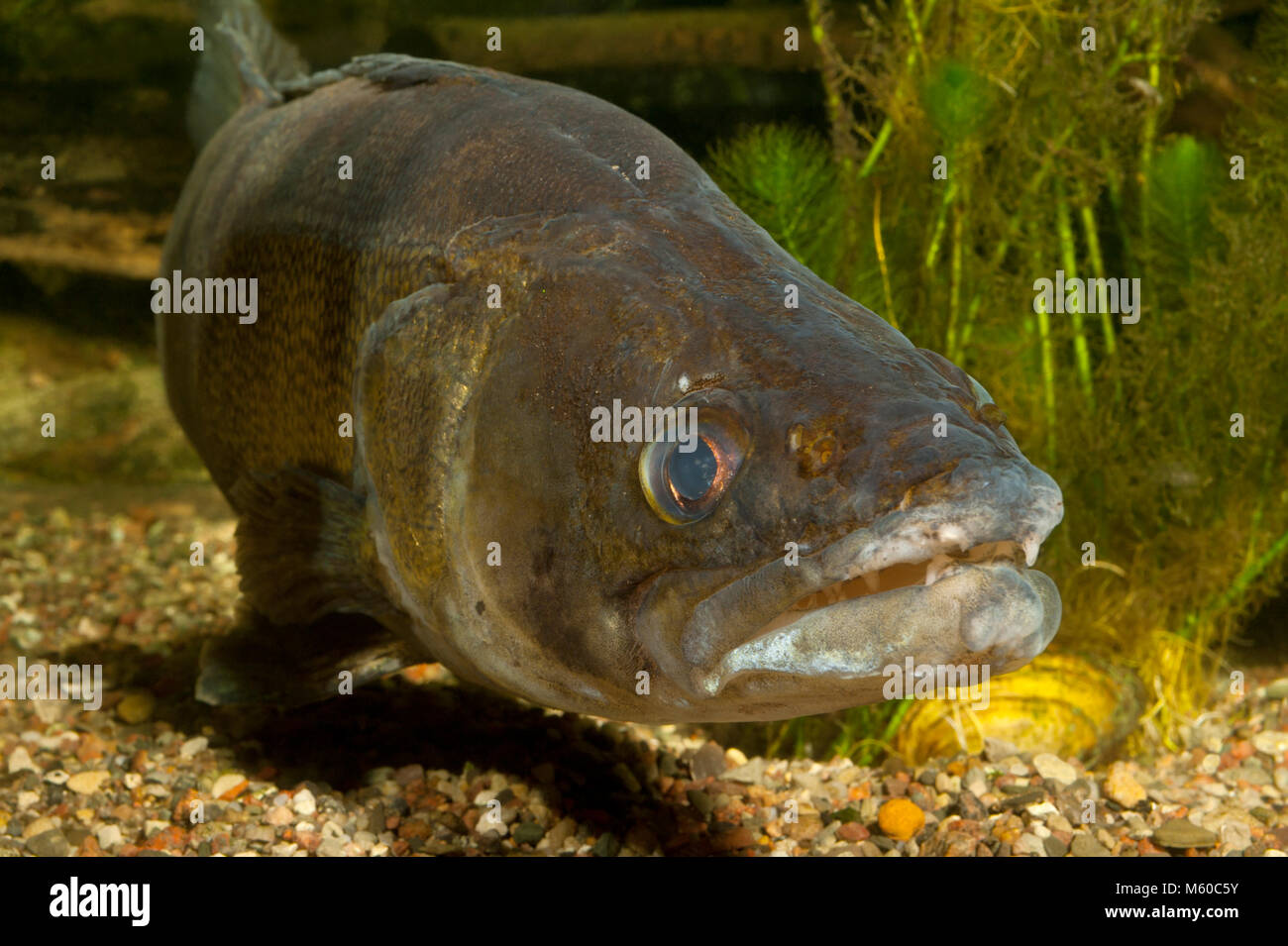 Lucioperca, luccioperca (Stizostedion lucioperca, Sander lucioperca) sotto l'acqua. Germania Foto Stock