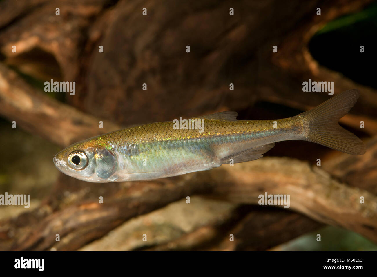 Sunbleak (Leucaspius delineatus). Per i pesci adulti sotto l'acqua. Germania Foto Stock