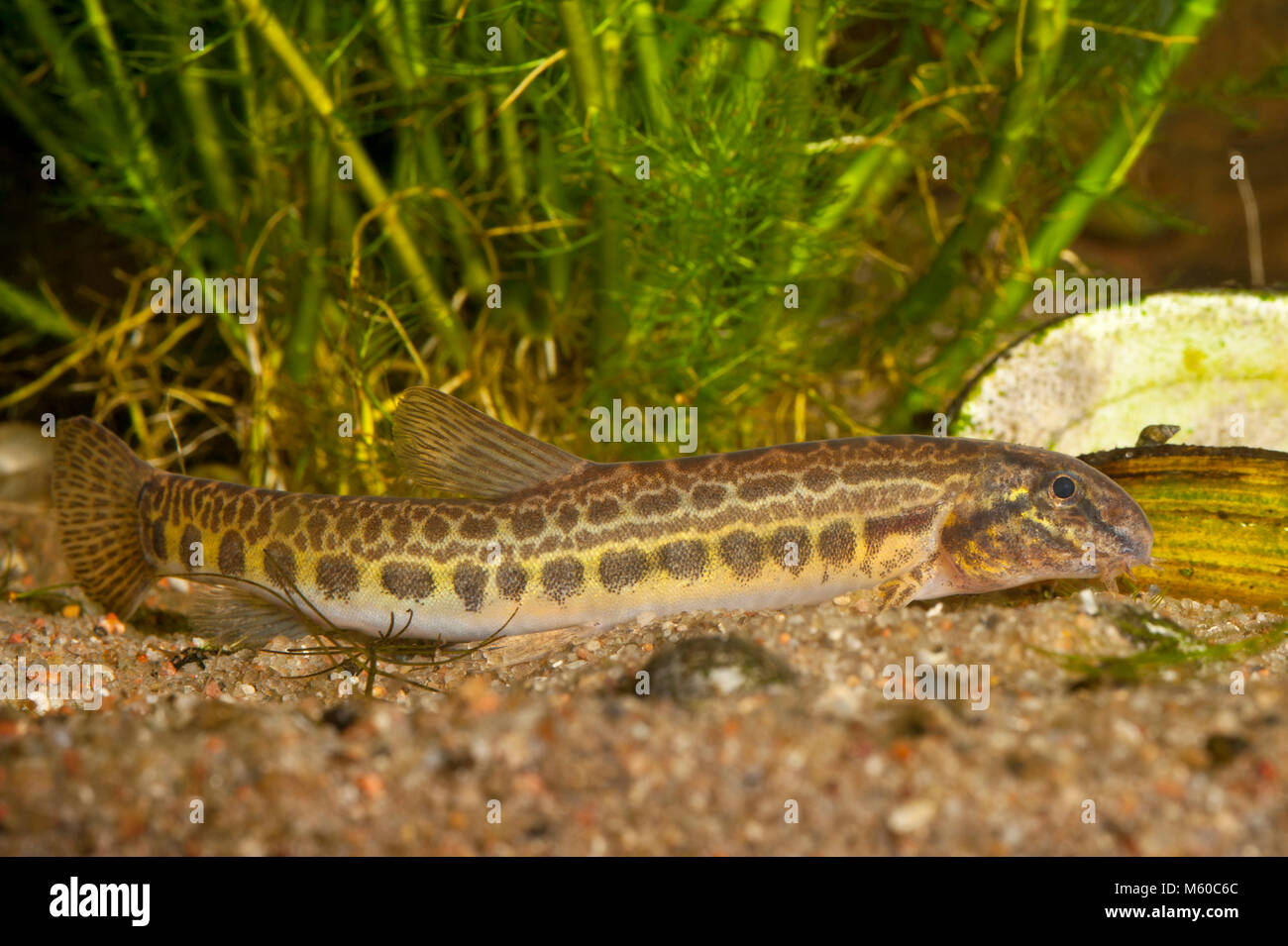 Spined Loach (Cobitis taenia). Per i pesci adulti presso il lago di piano in Germania Foto Stock