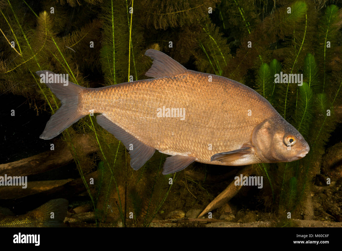 Orate comune (Abramis brama). Adulto sotto l'acqua. In vendita in paesi di lingua tedesca solo Foto Stock