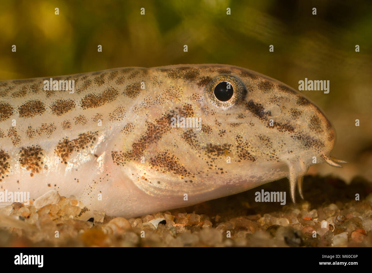 Spined Loach (Cobitis taenia). Ritratto di adulto sotto l'acqua. Germania Foto Stock
